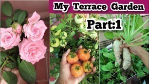 'என்வீட்டு மாடித்தோட்டம்|My Terrace Garden-part 1|SA CHILD CARE maadi thottam|organic garden'