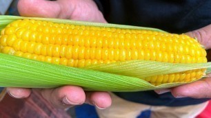 'Sweet Corn