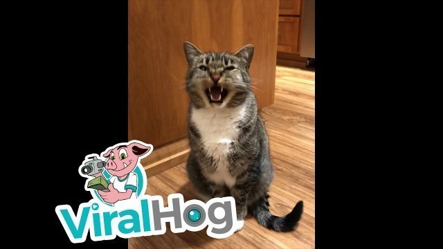 'Hungry Cat Talks for Food || ViralHog'