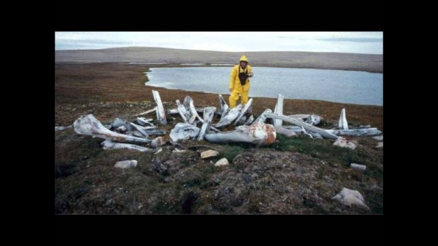 'Inuit Country Food'