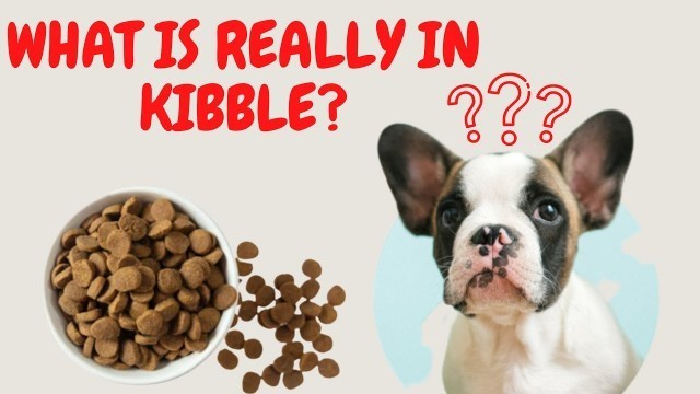 'WHAT IS IN KIBBLE I DRY DOG FOOD I RAW DOG FOOD I PUPPIES I POMERANIAN I TRUTH EXPOSED'