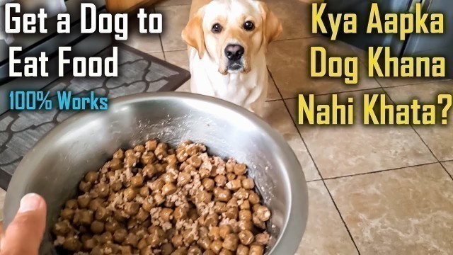 'My Dog is Not Eating Food | Do This to Solve Fussy/Picky Eating Problem | Guaranteed'