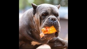 'DOG GUARDIAN -CANE CORSO FOOD  COMBO AMEDIDA'