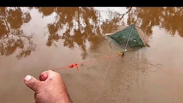 'Catching yabbies with dry dog food in stockings'