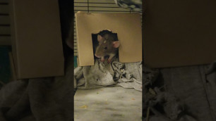 'Hoarder/guardian of food'
