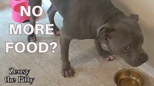 'Pitbull Angry There\'s No More Food! Talks All About It!!'