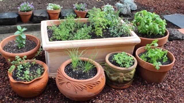 'How to Plant a Culinary Herb Garden! DIY Kitchen Garden'