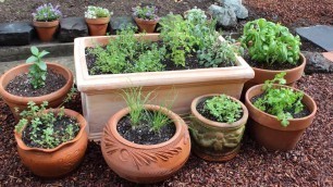 'How to Plant a Culinary Herb Garden! DIY Kitchen Garden'