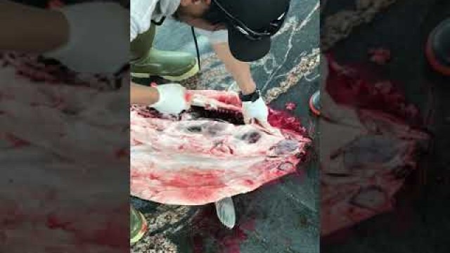 'Ring Seal Inuit style food'