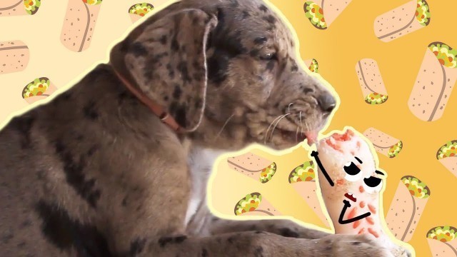 'Cute Food Doodles Compilation with ADORABLE DOGS 