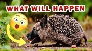 'can hedgehogs eat dry dog food? This is what will happen'